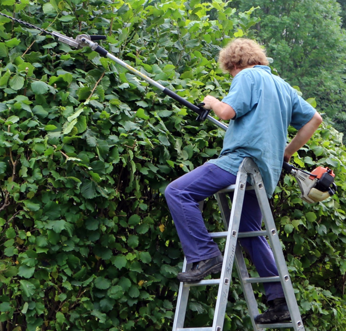 How to Care for a Bonsai Tree Out Doors Blimey Arse Over Tit